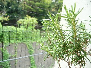 rosemary